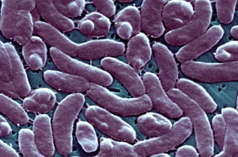 The Bayou State Confirms 5 Deaths from Necrotizing Bacterium in Gulf Seawater